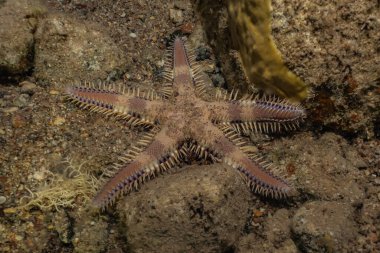 Deniz yıldızı Kızıl Deniz 'in deniz tabanında 