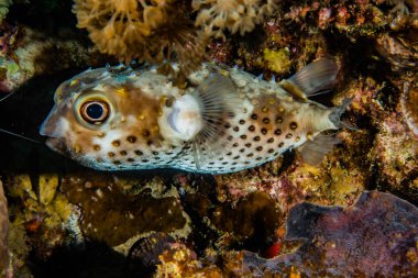Kızıl denizde balıklar yüzer, renkli balıklar. 