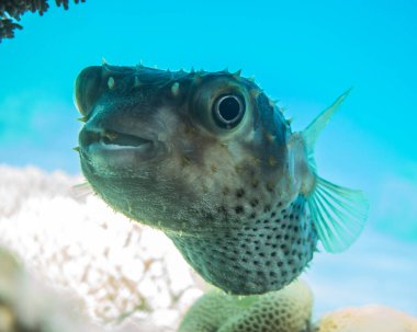 Kızıl Deniz 'de balıklar yüzer, renkli balıklar, Eilat İsrail