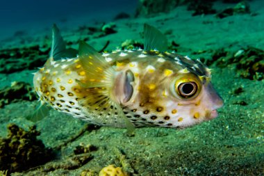 Kızıl Deniz 'de balıklar yüzer, renkli balıklar, Eilat İsrail