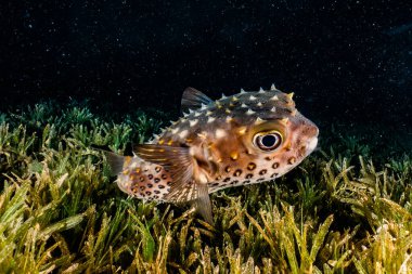 Kızıl Deniz 'de balıklar yüzer, renkli balıklar, Eilat İsrail