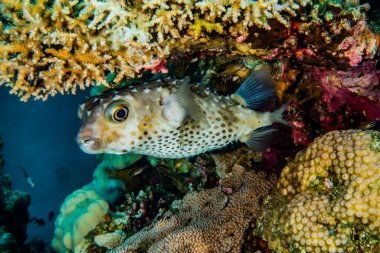 Kızıl Deniz 'de balıklar yüzer, renkli balıklar, Eilat İsrail