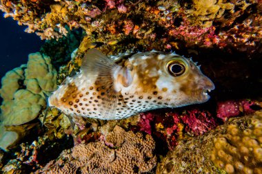 Kızıl Deniz 'de balıklar yüzer, renkli balıklar, Eilat İsrail