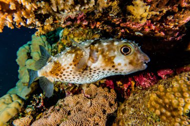 Kızıl Deniz 'de balıklar yüzer, renkli balıklar, Eilat İsrail