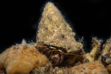 Kızıl Deniz 'deki kıllı keşiş yengeci Renkli ve güzel, Eilat Israel