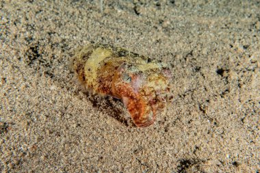 Kızıl Denizde Yengeç Renkli ve güzel, Eilat Israel