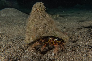 Kızıl Deniz 'deki kıllı keşiş yengeci Renkli ve güzel, Eilat Israel