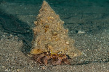 Kızıl Deniz 'deki kıllı keşiş yengeci Renkli ve güzel, Eilat Israel