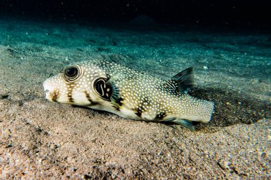 Kızıl Deniz 'de balıklar yüzer, renkli balıklar, Eilat İsrail