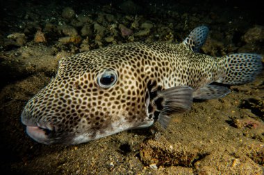 Kızıl Deniz 'de balıklar yüzer, renkli balıklar, Eilat İsrail