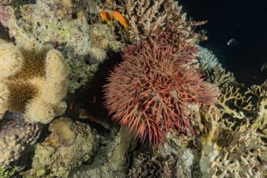 Kızıl Deniz 'deki Ateş Urchin Renkli ve güzel, Eilat Israel