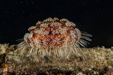 Kızıl Deniz 'deki Ateş Urchin Renkli ve güzel, Eilat Israel