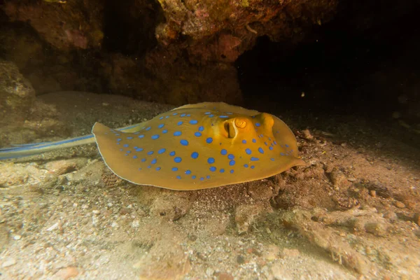 Blauer Fleckrochen Auf Dem Meeresboden Roten Meer — Stockfoto