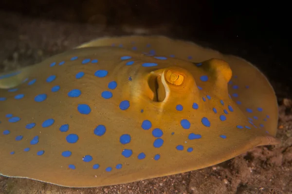 Blauer Fleckrochen Auf Dem Meeresboden Roten Meer — Stockfoto