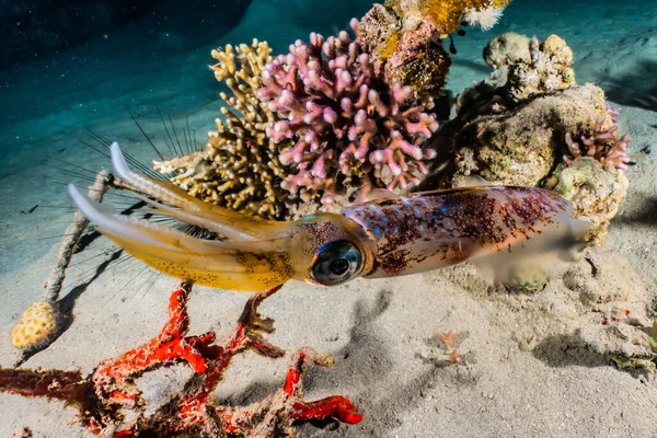 Kızıl Deniz 'deki mürekkep balığı Renkli ve güzel, Eilat Israel