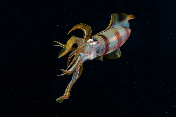 Kızıl Deniz 'deki mürekkep balığı Renkli ve güzel, Eilat Israel