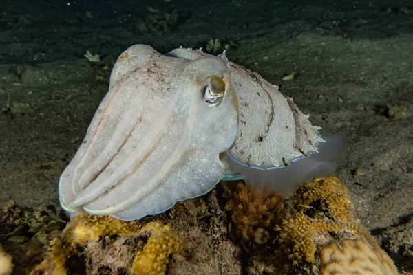 Calamari Nel Mar Rosso Colorato Bello Eilat Israele — Foto Stock