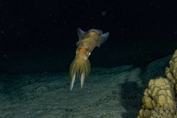 Tintenfisch Roten Meer Bunt Und Schön Eilat Israel — Stockfoto