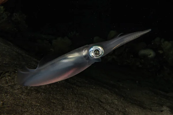 Tintenfisch Roten Meer Bunt Und Schön Eilat Israel — Stockfoto