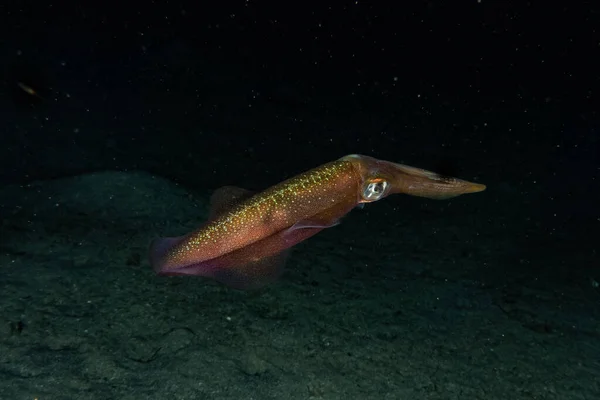 Kızıl Deniz 'deki mürekkep balığı Renkli ve güzel, Eilat Israel