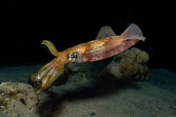 Kızıl Deniz 'deki mürekkep balığı Renkli ve güzel, Eilat Israel