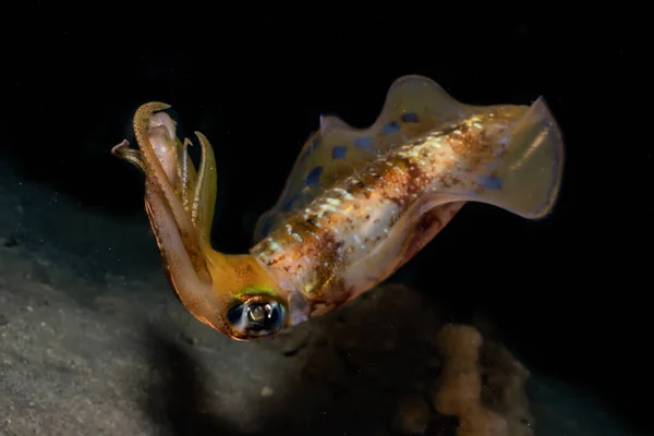 Tintenfisch Roten Meer Bunt Und Schön Eilat Israel — Stockfoto