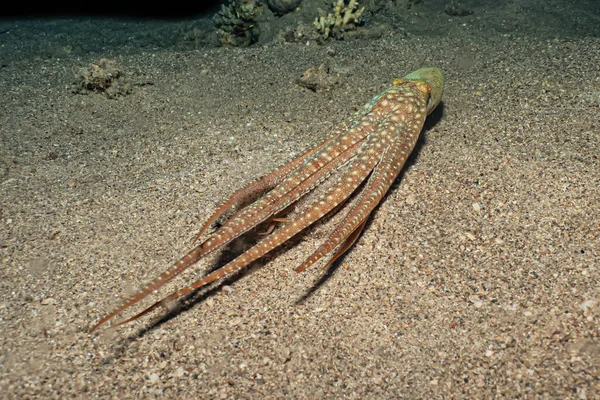 Calamari Nel Mar Rosso Colorato Bello Eilat Israele — Foto Stock