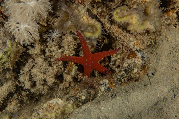 Bintang Laut Dasar Laut Laut Merah — Stok Foto
