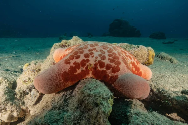 Starfish Fundo Mar Mar Vermelho — Fotografia de Stock
