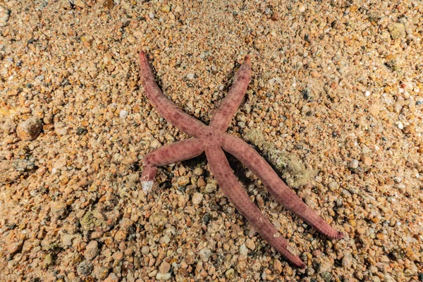 Rozgwiazdy Dnie Morza Morzu Czerwonym — Zdjęcie stockowe