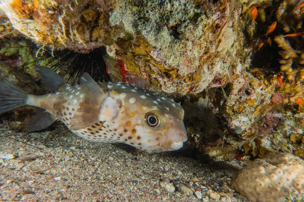 Ryby Pływają Morzu Czerwonym Kolorowe Ryby Eilat Israel — Zdjęcie stockowe