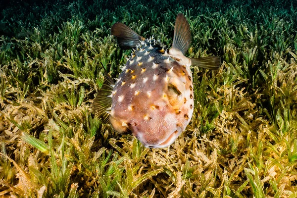 紅海で泳ぐ魚 カラフルな魚 エイラートイスラエル — ストック写真