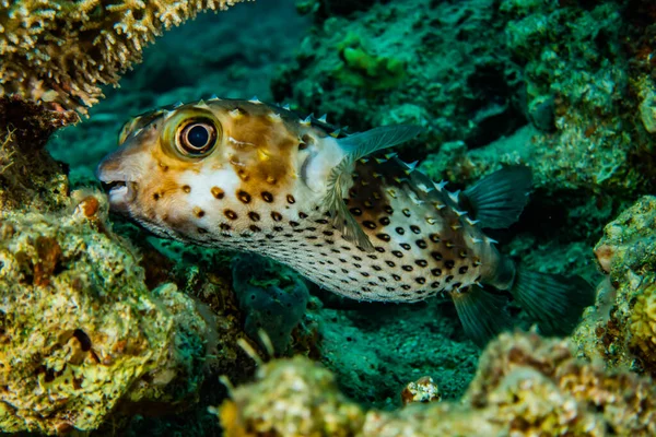 Fiskar Simmar Röda Havet Färgglada Fiskar Eilat Israel — Stockfoto