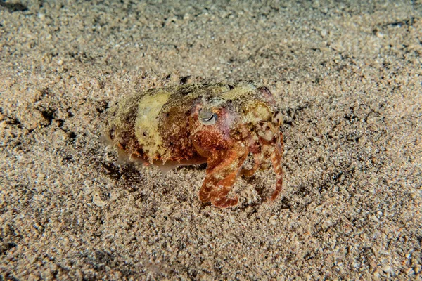 Krab Rode Zee Kleurrijk Mooi Eilat Israel — Stockfoto