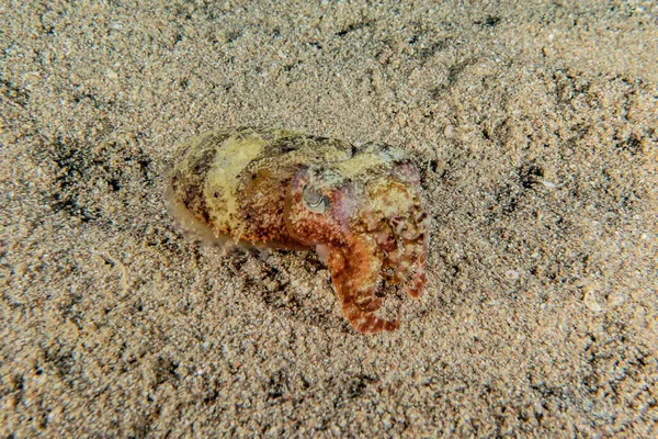 Crabe Dans Mer Rouge Coloré Beau Eilat Israël — Photo