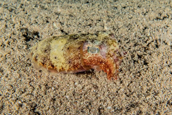 紅海のカニカラフルで美しい エイラートイスラエル — ストック写真