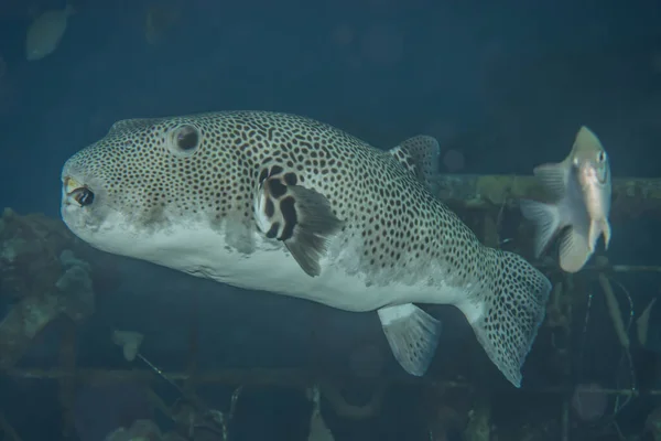 Fisk Simmar Röda Havet Färgglada Fiskar — Stockfoto