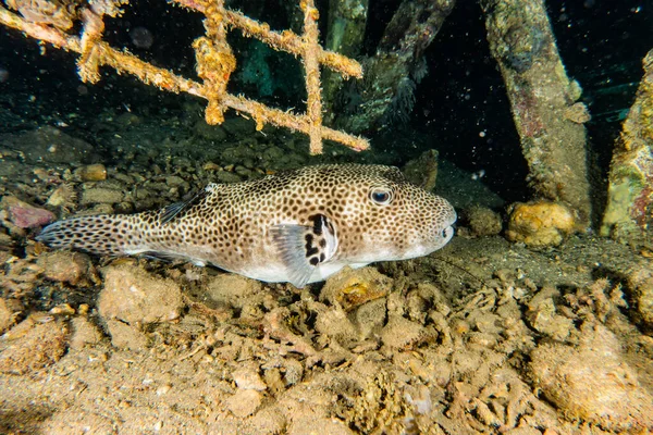 Fiskar Simmar Röda Havet Färgglada Fiskar Eilat Israel — Stockfoto