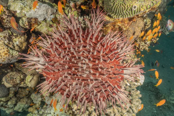 Red Sea Fire Urchin Mar Vermelho Colorido Bonito Eilat Israel — Fotografia de Stock