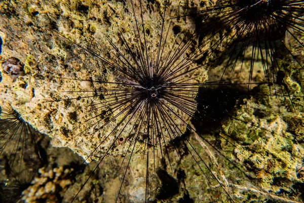 Red Sea Fire Urchin Mar Vermelho Colorido Bonito Eilat Israel — Fotografia de Stock