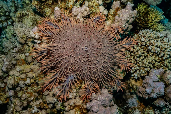 Red Sea Fire Urchin Mar Vermelho Colorido Bonito Eilat Israel — Fotografia de Stock