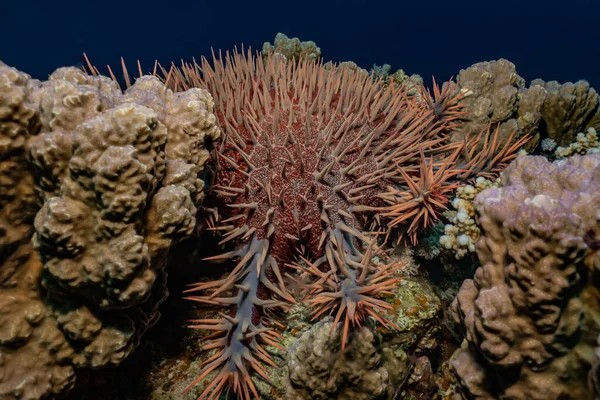 Red Sea Fire Urchin Red Sea Colorful Beautiful Eilat Israel — Stock Photo, Image