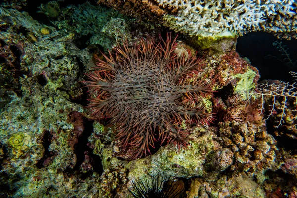 Röda Havet Fire Urchin Röda Havet Färgglada Och Vackra Eilat — Stockfoto