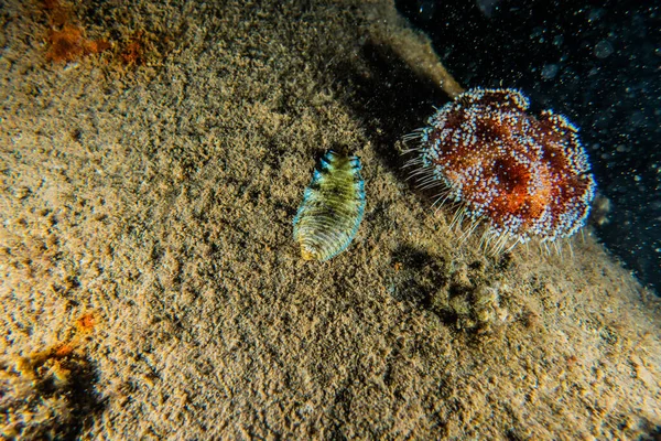 Red Sea Fire Urchin Mar Vermelho Colorido Bonito Eilat Israel — Fotografia de Stock