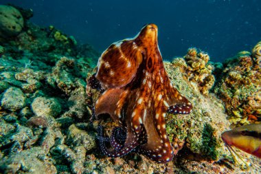 Kızıl Deniz 'deki kamuflajın kralı, Eilat Israel. 