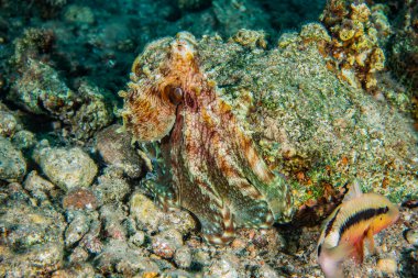 Kızıl Deniz 'deki kamuflajın kralı, Eilat Israel. 