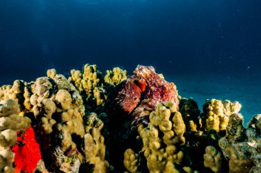 Kızıl Deniz 'de kamuflajın kralı ahtapot. 