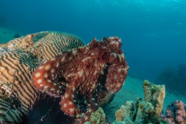 Kızıl Deniz 'de kamuflajın kralı ahtapot.