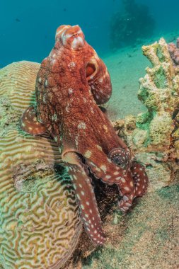 Kızıl Deniz 'de kamuflajın kralı ahtapot.