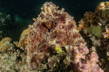 Kızıl Deniz 'de kamuflajın kralı ahtapot.
